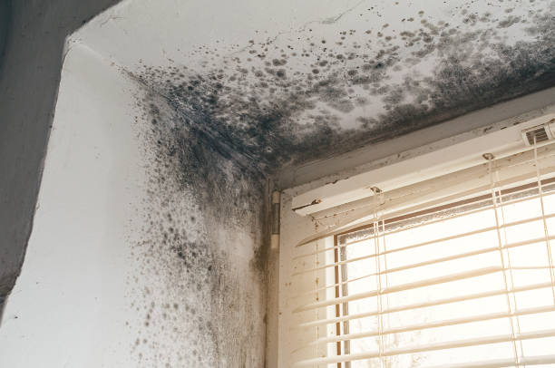 Affordable Attic Mold Remediation solutions in West Decatur, PA